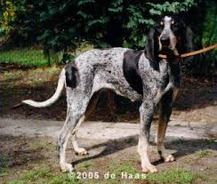 Image result for malý modrý gaskoňský honič