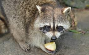 Maybe you would like to learn more about one of these? Raccoon Identification Prevention Connecticut Pest Elimination
