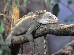 At first i thought he was a green iguana, iguana iguana, but eventually the true identity dawned on me. Zootierlistehomepage