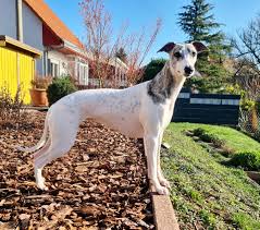 Balla con me is a english album released on oct 2016. Gucci Balla Con Me Breeder Sugarwhip Whippets Facebook