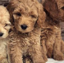 We did not find results for: Sutter Buttes Labradoodles South Mountain Doodles California Labradoodle Bernedoodle Puppies