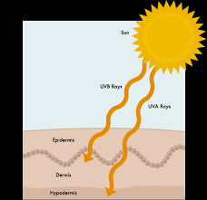 Don't need 3 in 10 americans forget to wear sunglasses in the winter.1 however, uv rays are dangerous to your. Uv Radiation And Skin Cancer Mission To Mars
