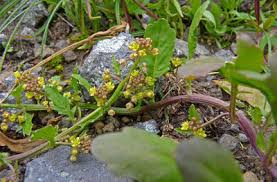 Image result for Rorippa madagascariensis