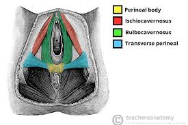 Ninja nerds,join us in this video where we use a male and female pelvis model to show the various muscles that make up the pelvic floor. The Perineum Boundaries Contents Innervation Teachmeanatomy