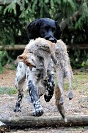 Image result for Velký münsterlandský ohař