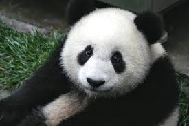 top 4 places to see pandas in china