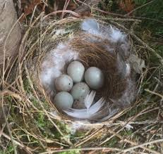 Birds And Their Nests Pictures Uk Greenfinch Nest Bird Nest Craft Spring Birds Birds
