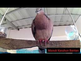 Ciri tekukur klantan / estatika rumah tradisional kelantan ciri 5: Ciri Dan Keistimewaan Burung Derkuku Kol Buntet Ragamindonesia Derkuku Derkuk Lagu Mp3 Mp3 Dragon