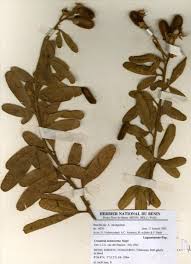 Image result for Crotalaria cylindrocarpa