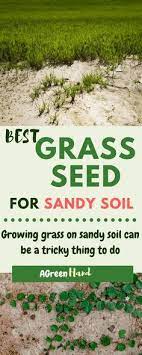 Having Sandy Soil Can Be Trouble For Getting Your Lawn Prepared But With These Given Grass Turfs You Can Easily Get A Best Grass Seed Sandy Soil Growing Grass