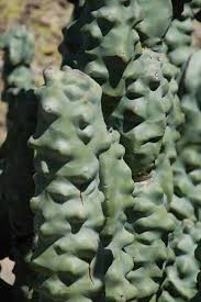 For example, the peyote cactus lophophora williamsii is spineless. Google Image Result For Http Thewanderingchick Com Images Az Bta Az Btarboret Cacti And Succulents Weird Plants Cactus And Succulents