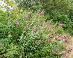 Image result for Spiraea douglasii