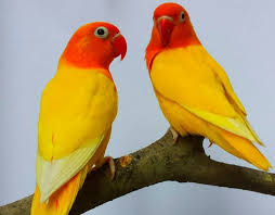 Yellow Fischer Lovebirds Love Birds Pet Budgies African Lovebirds