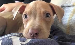 Nw, faribault, mn 55021 map it. Want To Adopt A Pet Here Are 3 Cuddly Canines To Adopt Now In Saint