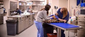 We love all animals at mission veterinary clinic and emergency animal hospital! Penn Vet E Cc Emergency Care