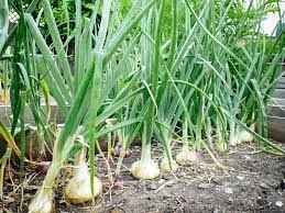 Maybe you would like to learn more about one of these? 7 Secrets To Harvesting Curing And Storing Onions Garden Betty