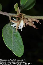 Image result for Mimusops afra