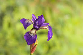 We did not find results for: Rigla Cutie Angajat Pictures Of Iris Flowers Stdeclanspenshurst Org