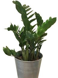 We did not find results for: Zz Plant Care Exposure Watering Propagation Diseases Pests Varieties