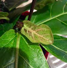 If your plant leaves are spotted and discolored, it might not be a result of watering, but rather spider mites. What S Wrong With My Fiddle Leaf Fig Tree Is The Plant Infected With Spidermites Indoorgarden