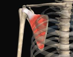 The 4 Muscles That Make Up The Rotator Cuff In 2020 Rotator Cuff Rotator Cuff Injury Cuff
