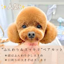 大田区のトリミングサロンDEAR DOGS｜トイプードルの可愛いカットが人気！