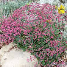 Image result for Eriospermum roseum
