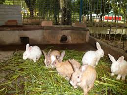 Cost analysis for 1,000 to 3000 poultry (layers) capacity & feed mill in nigeria by mmkgroup5 ( f ): Rabbit Farming Rabbit Production Business For Beginners