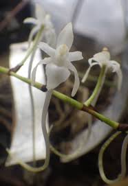 Image result for Rangaeris muscicola