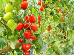 Die Schattenseite Von Kartoffel Paprika Tomate Und Co