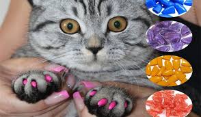 Kediler Icin Uretilen Tirnak Kabu Veya Diger Adiyla Tirnak Koruyucu Kapaklar Wimpy Cat House Scottishfold Scottishstraight 2020 Scottish Fold Kedi Yavru Kediler