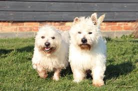 Looking At Benji Dogstrust Rehomeadog Rehoming Dogs Dog Adoption