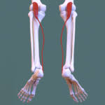 Leg muscles can be divided into 3 compartments: Posterior Compartment Of Leg Wikipedia