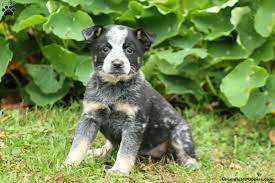 Blue Heeler Mix Puppies For Sale Greenfield Puppies