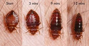 Effective bed bug inspection & extermination in phoenix az, call us. Bed Bug Exterminator Tempe Arizona Treatment Services Costs