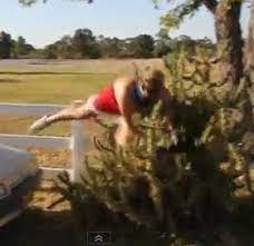 Another of these enemies was cercyon, king at. Aussie Pranksters Bodyslam Cactus Otago Daily Times Online News
