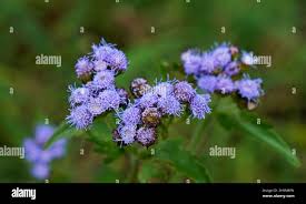 Image result for Vernonia schlechteri