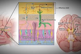 Coronavirus, allergies, sore throat, or strep throat?dr. I Team Covid 19 Got Your Tongue Why Taste And Smell Loss Is A Symptom