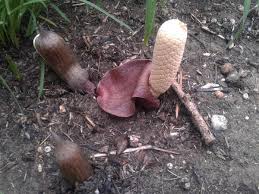 Image result for Gonatopus clavatus