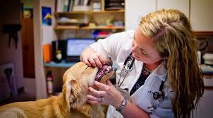 Pet dental center is a veterinary practice that offers a wide scope of dentistry and oral surgery services for dogs and cats. Pet Dental Care Near Me 49017 Pennfield Animal Hospital