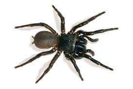 Kết quả hình ảnh cho hình ảnh nhện