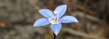 Image result for Wahlenbergia ramosissima
