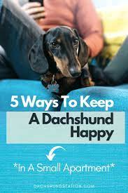 5 Ways To Keep A Dachshund Happy In A Small Apartment Dachshund Station Dachshund Puppy Training Best Apartment Dogs Dachshund Training