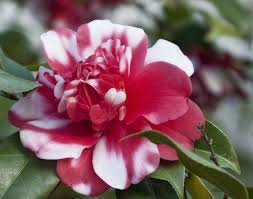 Red White Camellia Camellia Camellia Plant White Camellia