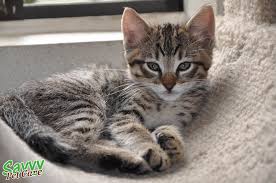 Just as with humans and other animals, diet and exercise have a great deal of influence on lifespan. The Glorious Tabby Cat Personality Pattern History Savvy Pet Care