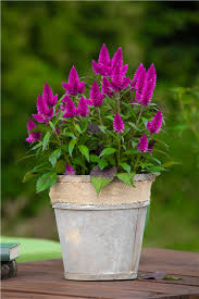 Celosia-argentea-Deep-Purple-1200x630-proportionalbiggest.webp