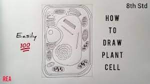 Im in 7th grade and making a diagram for my class with cake and gummies! How To Draw Plant Cell 8th Std Youtube