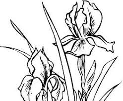 Maybe you would like to learn more about one of these? Planse De Colorat Cu Flori