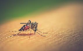 Our innovative san antonio pest control services are specifically designed to treat and prevent pests that are common in the area. White Knight Pest Control Pest Control Treatments For Tx Az Co Ut
