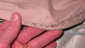 Bed Bugs Disappeared For 40 Years Now They Re Back Here S What To Know The ultimate bedbug interceptor glue traps pack of 8 offers you peace of mind knowing that bedbugs left the bug traps there anyways because why not right? bed bugs disappeared for 40 years now